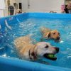 Dogs in iPool for Pet Therapy